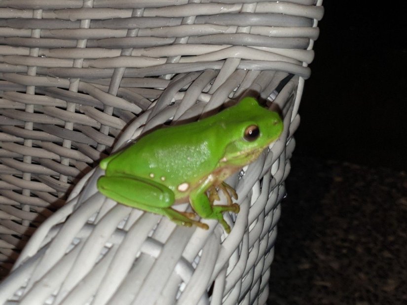 green tree frog australia on chair
