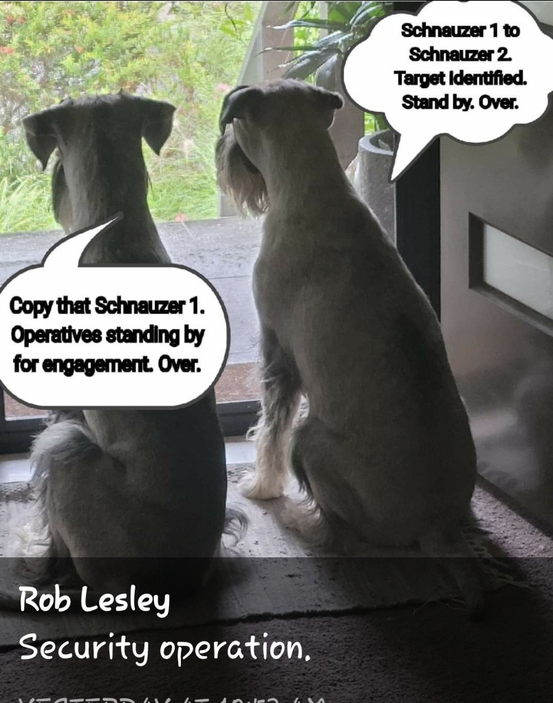 Schnauzer Dogs sitting at door